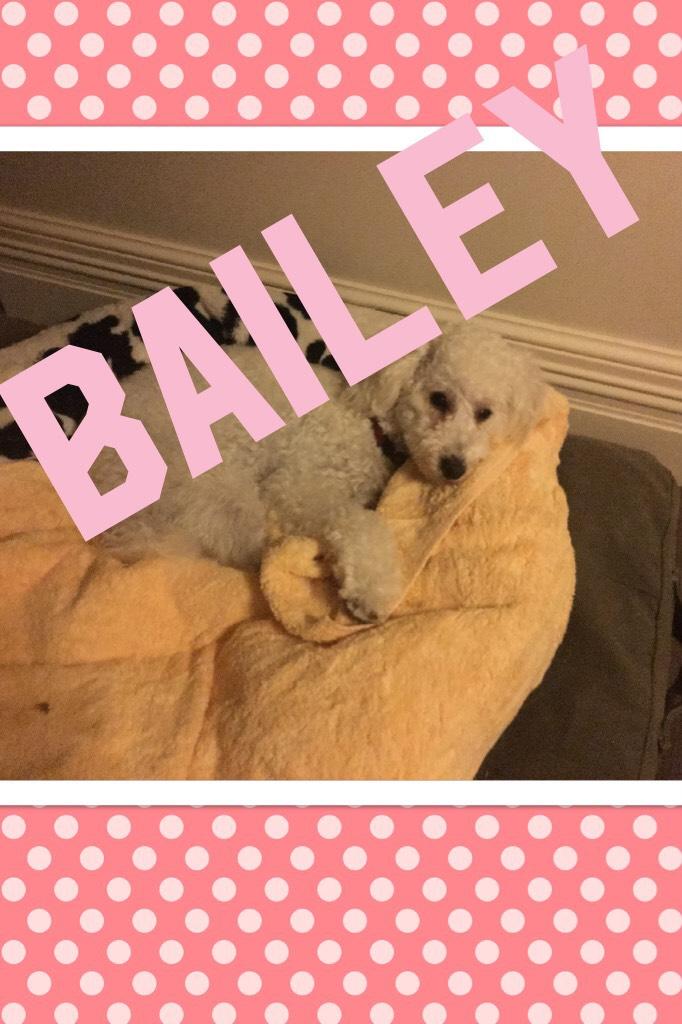 Bailey go bailey go bailey