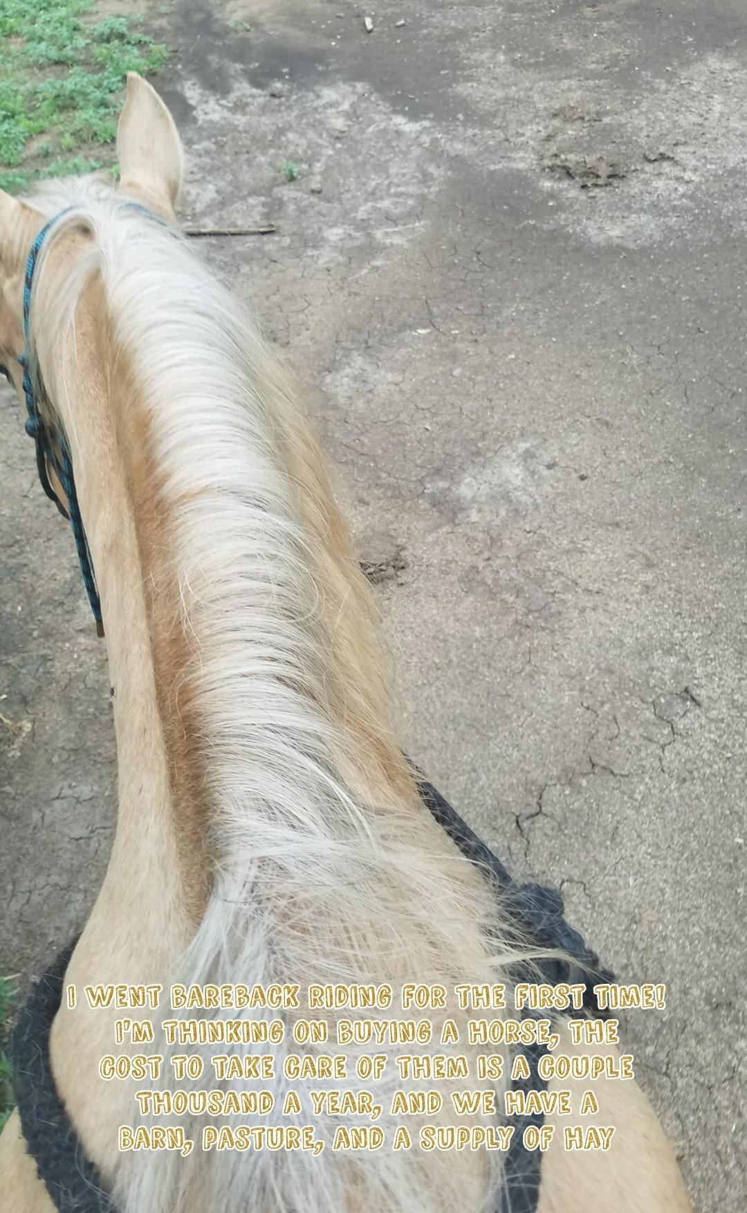 I went bareback riding for the first time!
I'm thinking on buying a horse, the
Cost to take care of them is a couple
Thousand a year, and we have a
Barn, pasture, and a supply of hay