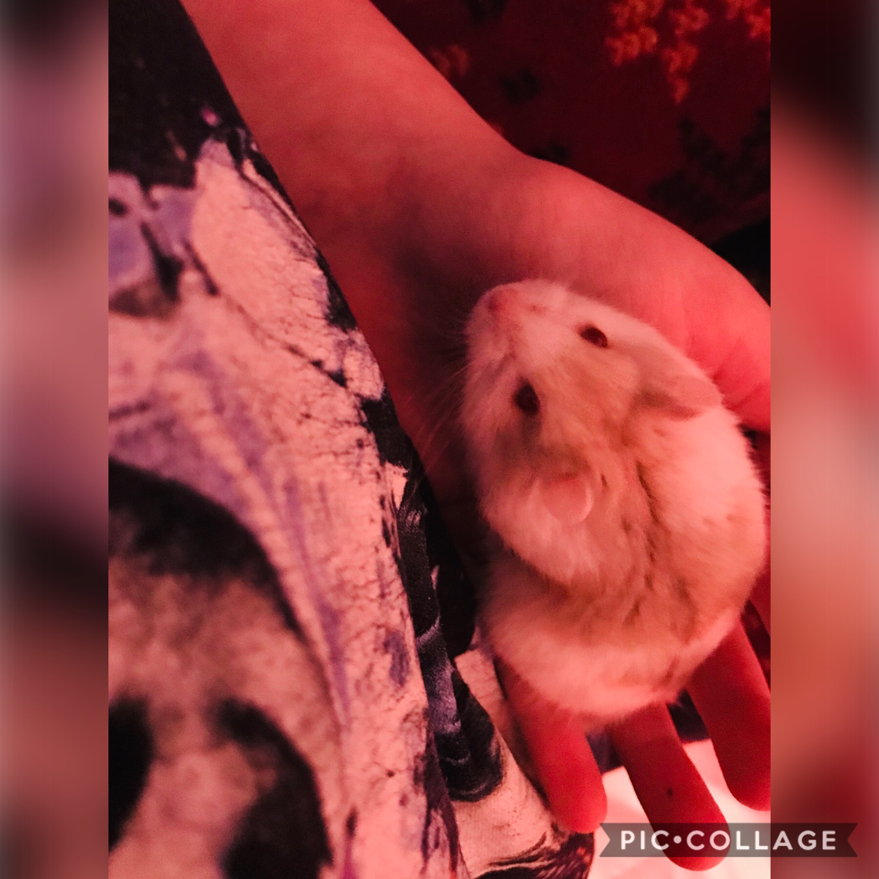 I got a hamster boy, his name is Aziraphale and he’s perfect he didn’t even bite me and A