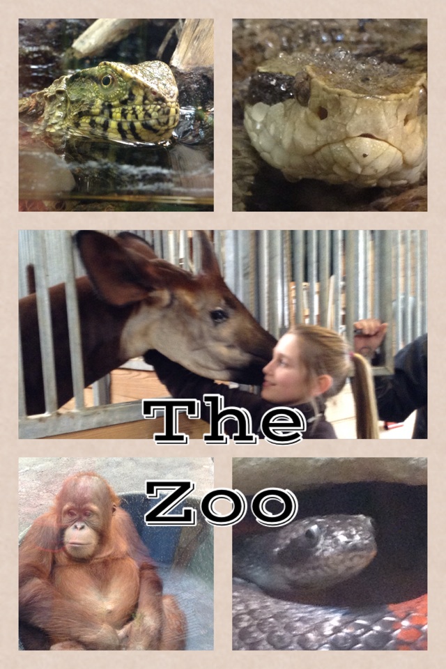 Fun at the Zoo! 