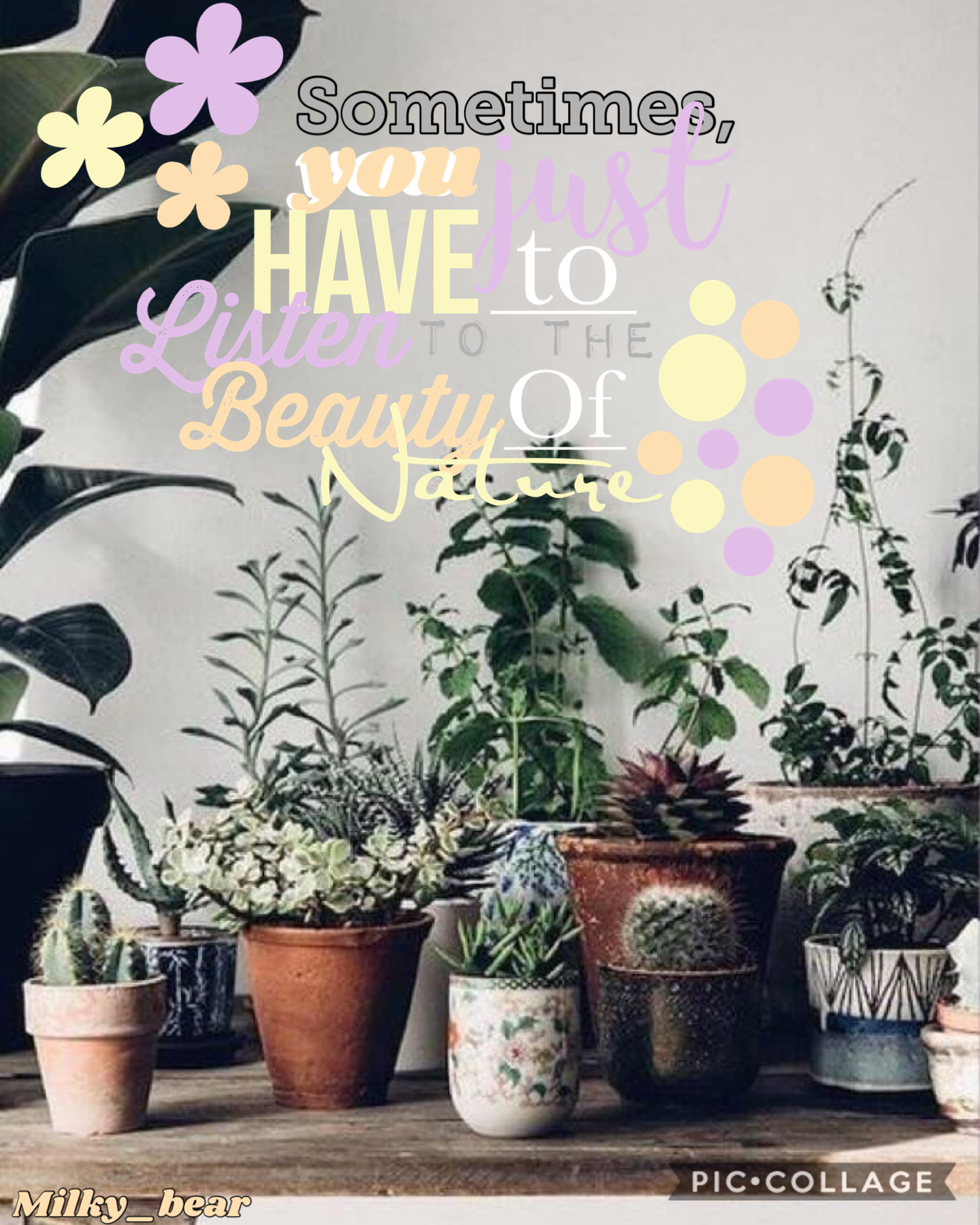 🦠 TAP 🦠 
How is everyone, my school got closed today and I’m sad ☹️ I also like succulents I’ve been liking them allot also I feel bad about this collage cause I kinda copied but lots of credit goes to to iicorgidreams I think that’s her username I forgot