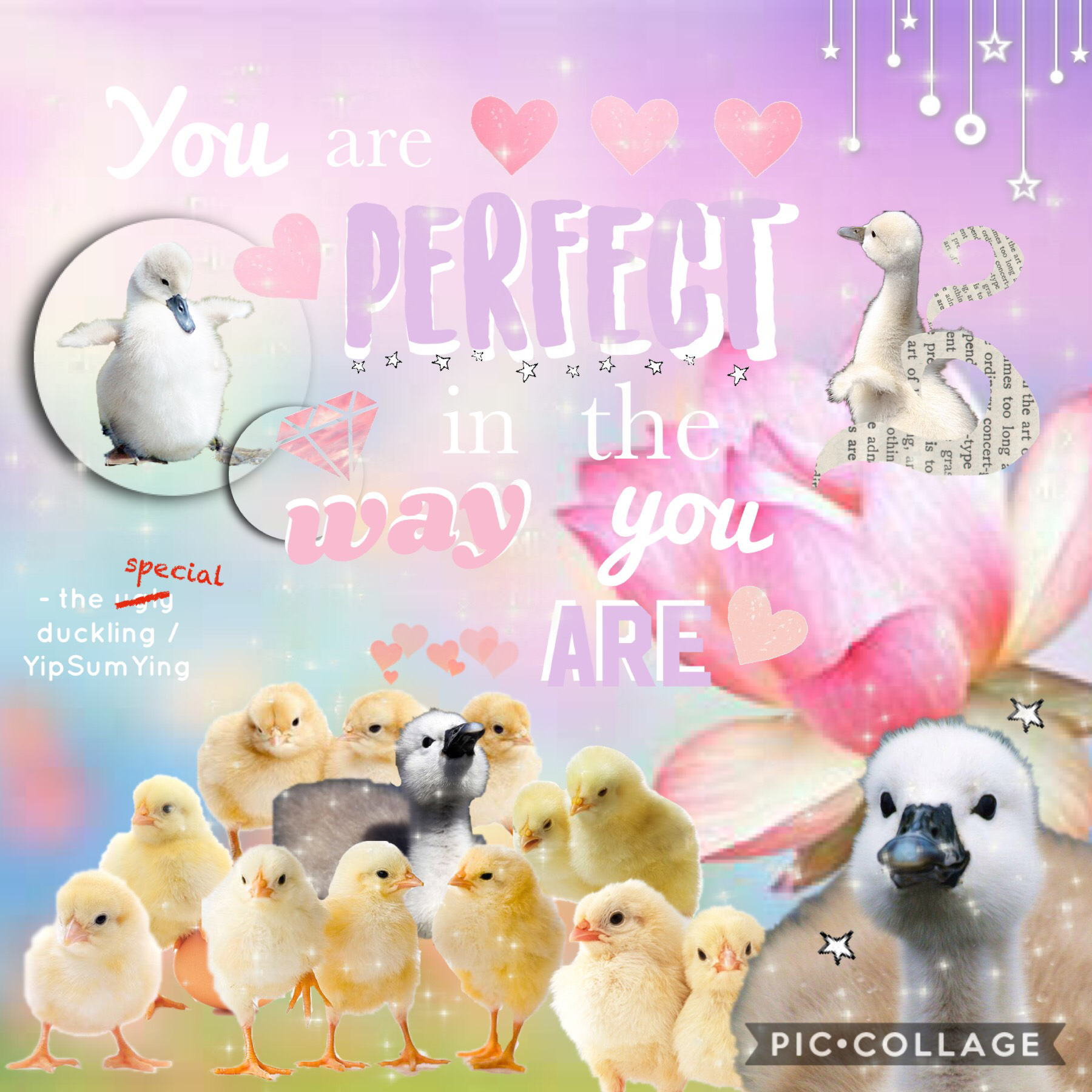 💕The special duckling 💕