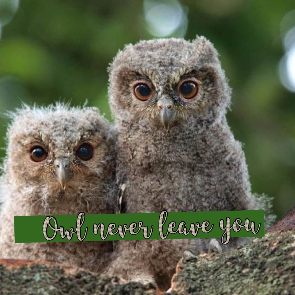 Owl never leave you