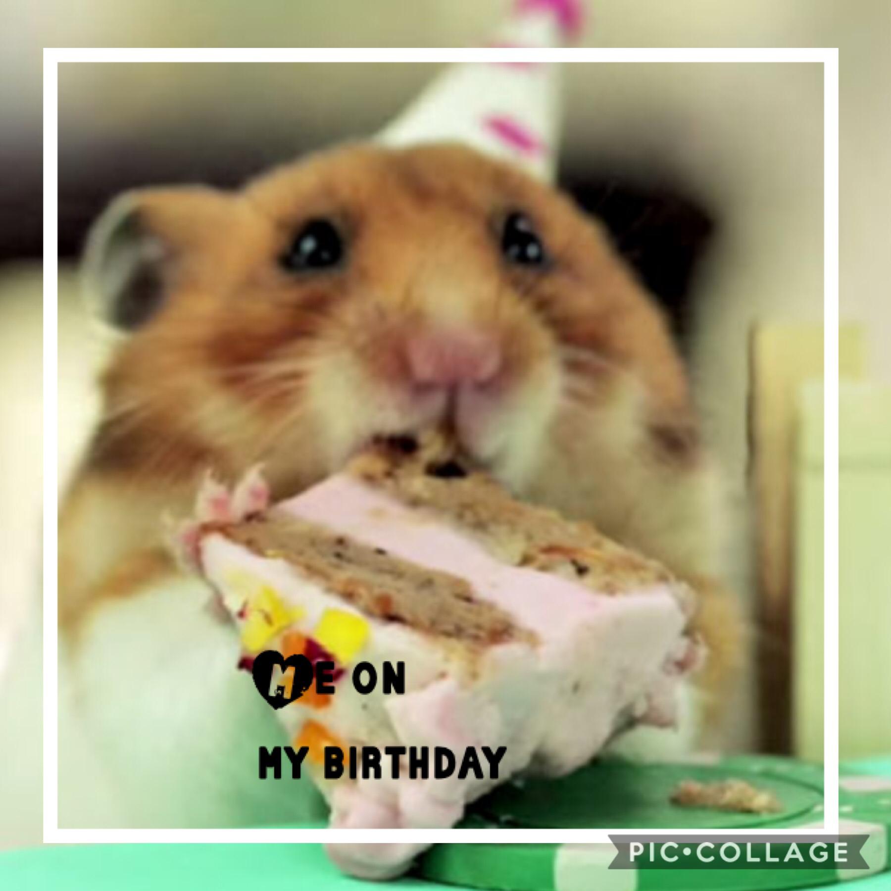 I love cake and hamsters perfect combination 