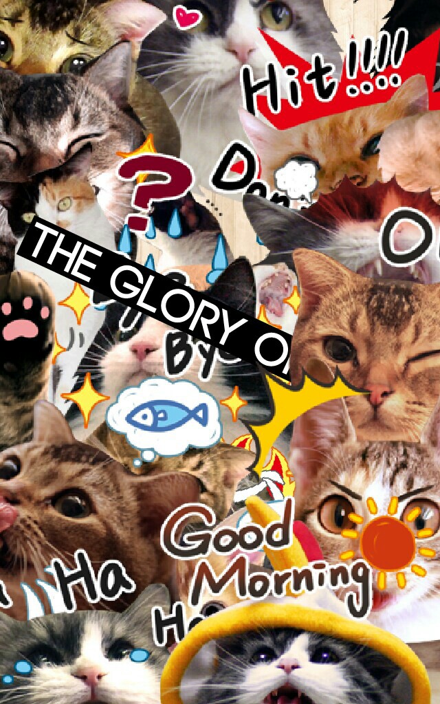 THE GLORY OF CATS