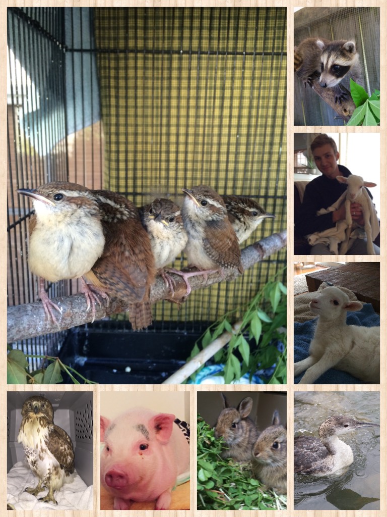 Some of the animals I've had