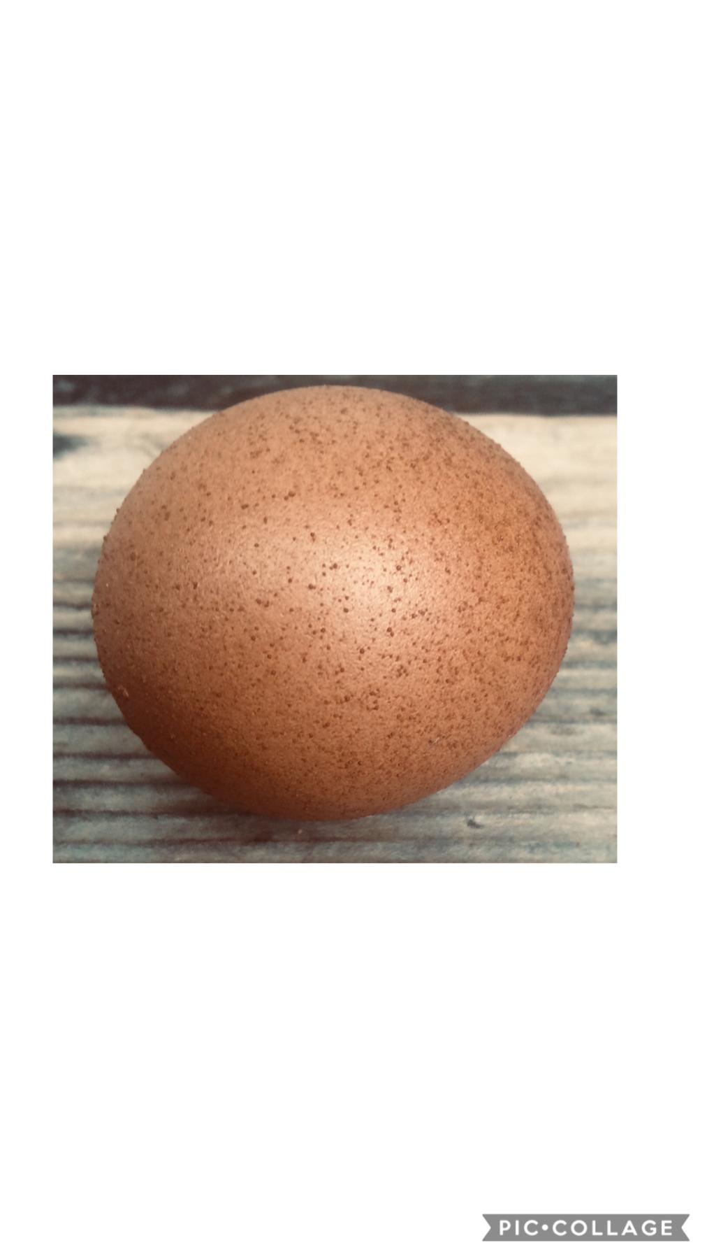 Took a photos of a egg from my chickens! 🐔🥚