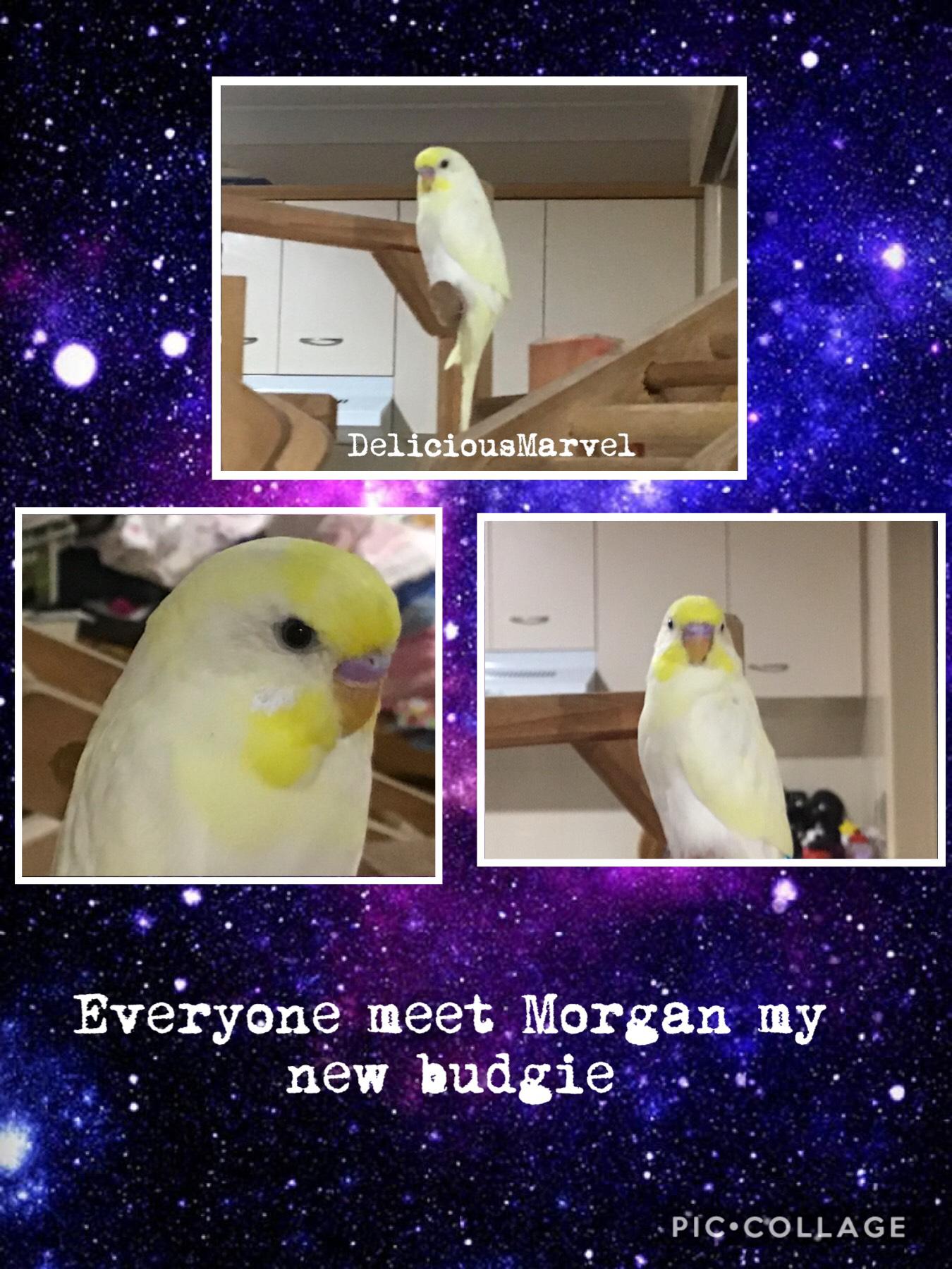 This is Morgan my new budgie. We don’t know what gender Morgan is because Morgan’s under 6 months old, but we think Morgan’s a boy course if you see Morgan’s beak it’s a purplish,bluish colour so that sort’ve shows a sign that Morgan’s going to be a boy. 