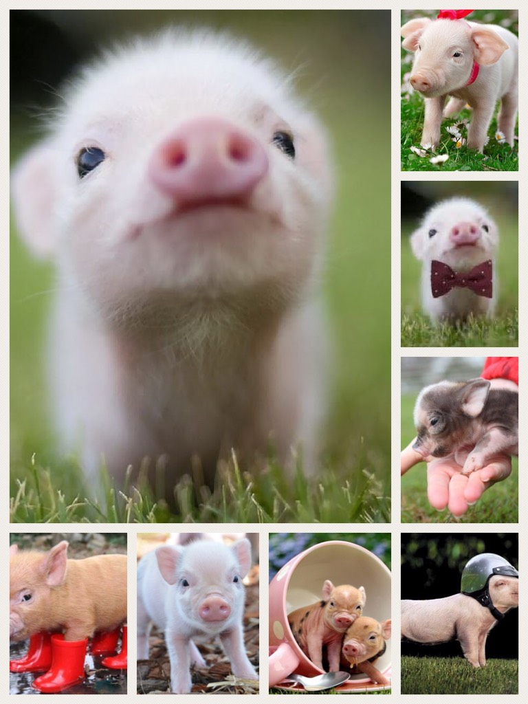 Piggies 🐷 