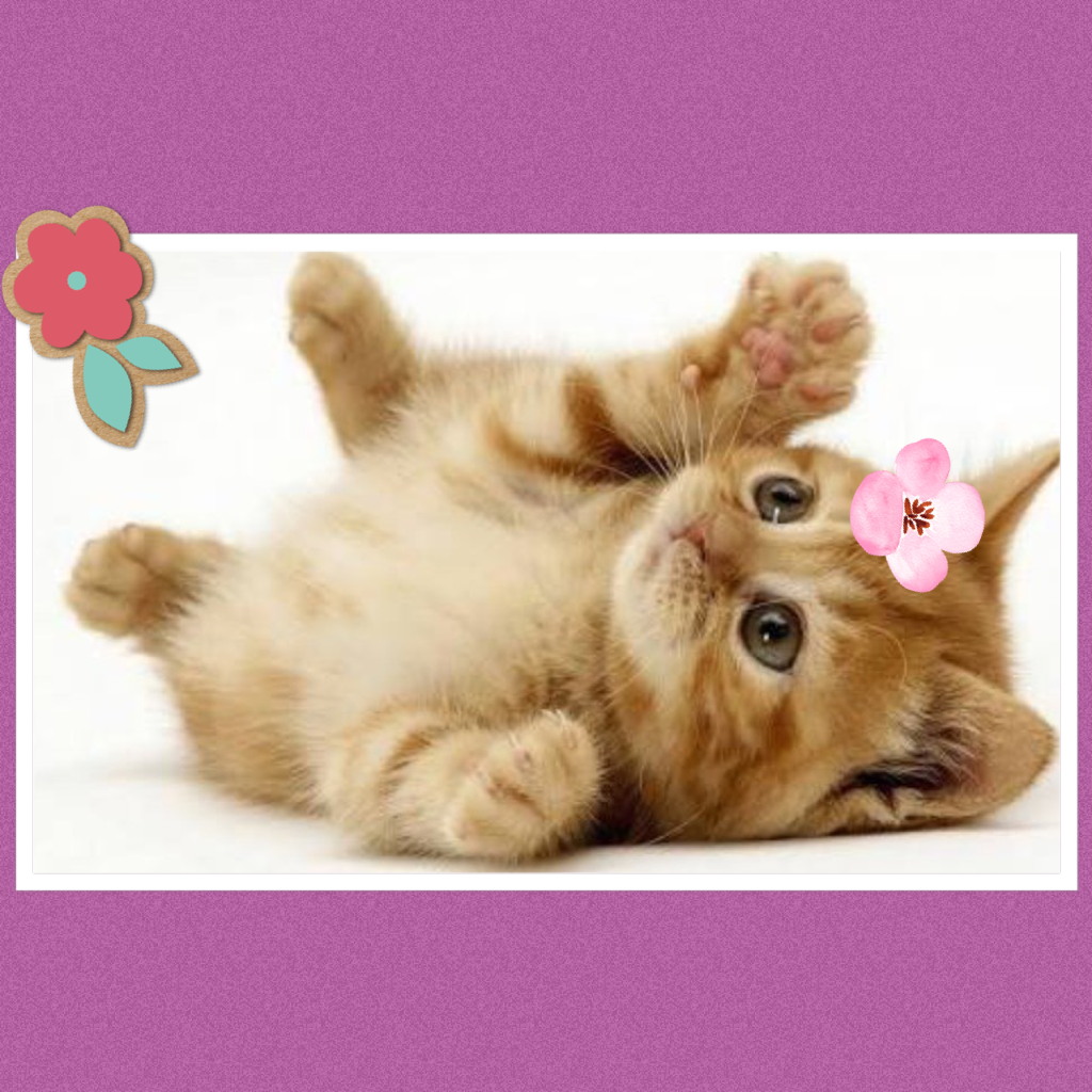 Cutie Kitten with flower 