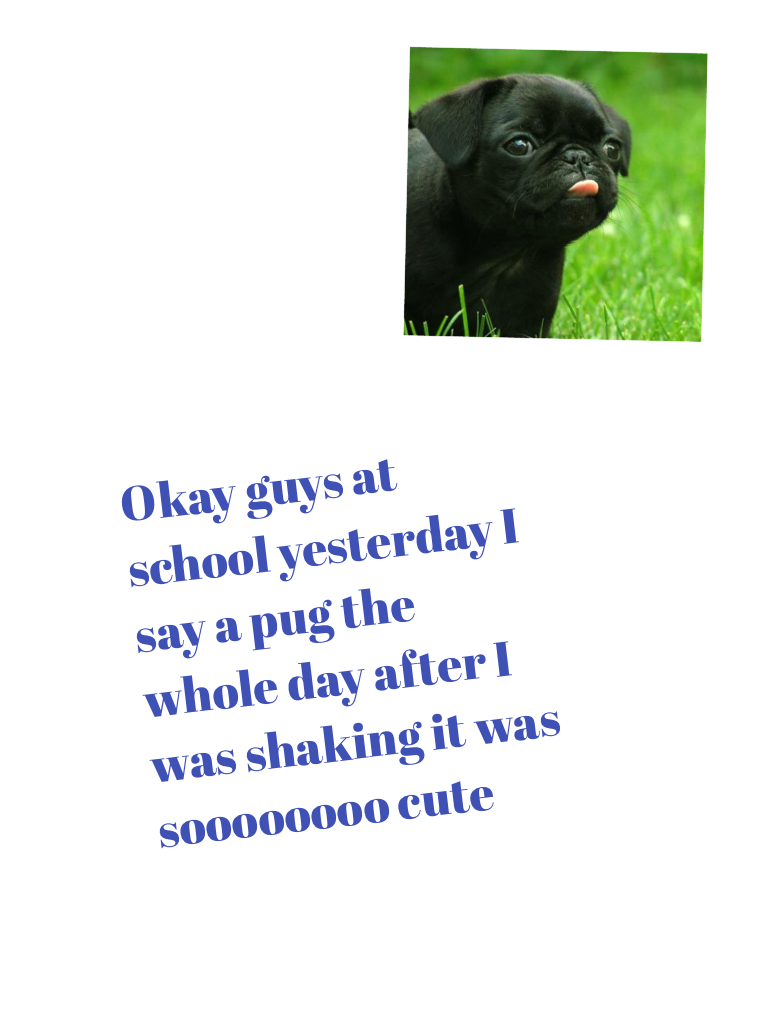 Okay guys at school yesterday I say a pug the whole day after I was shaking it was soooooooo cute 