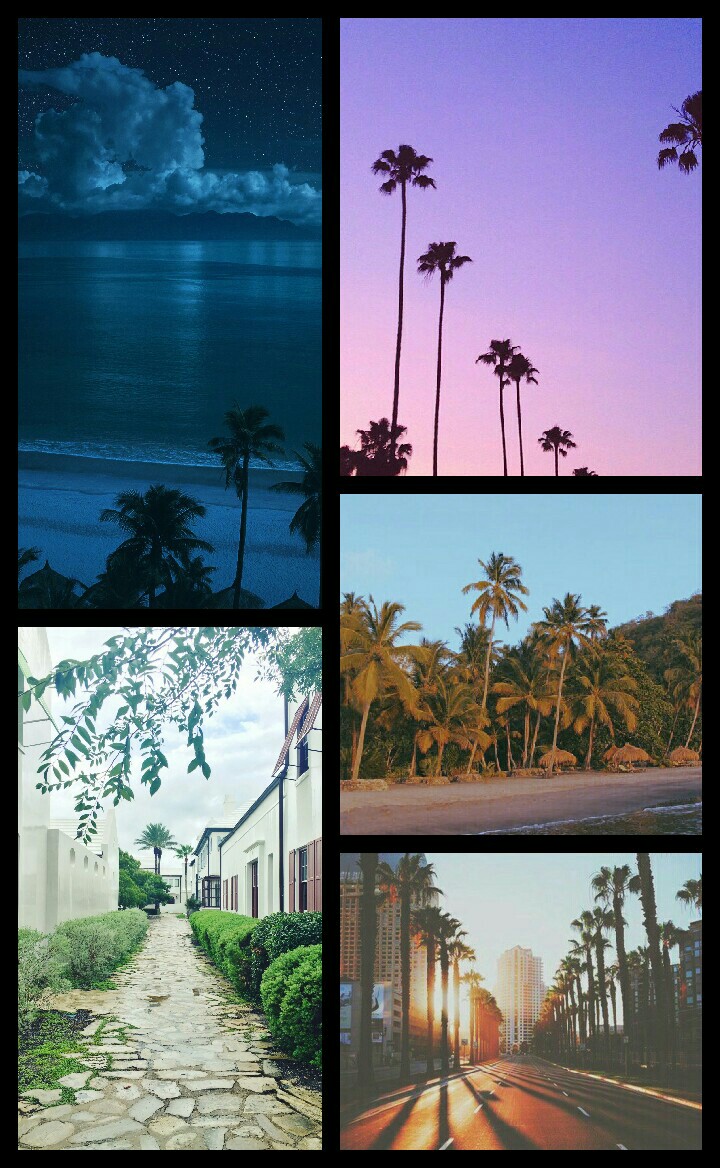 Lock screen or home screen palm trees pictures