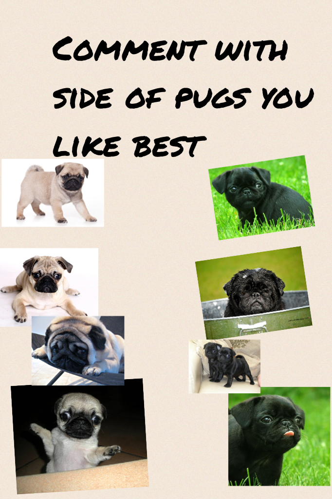 Comment with side of pugs you like best