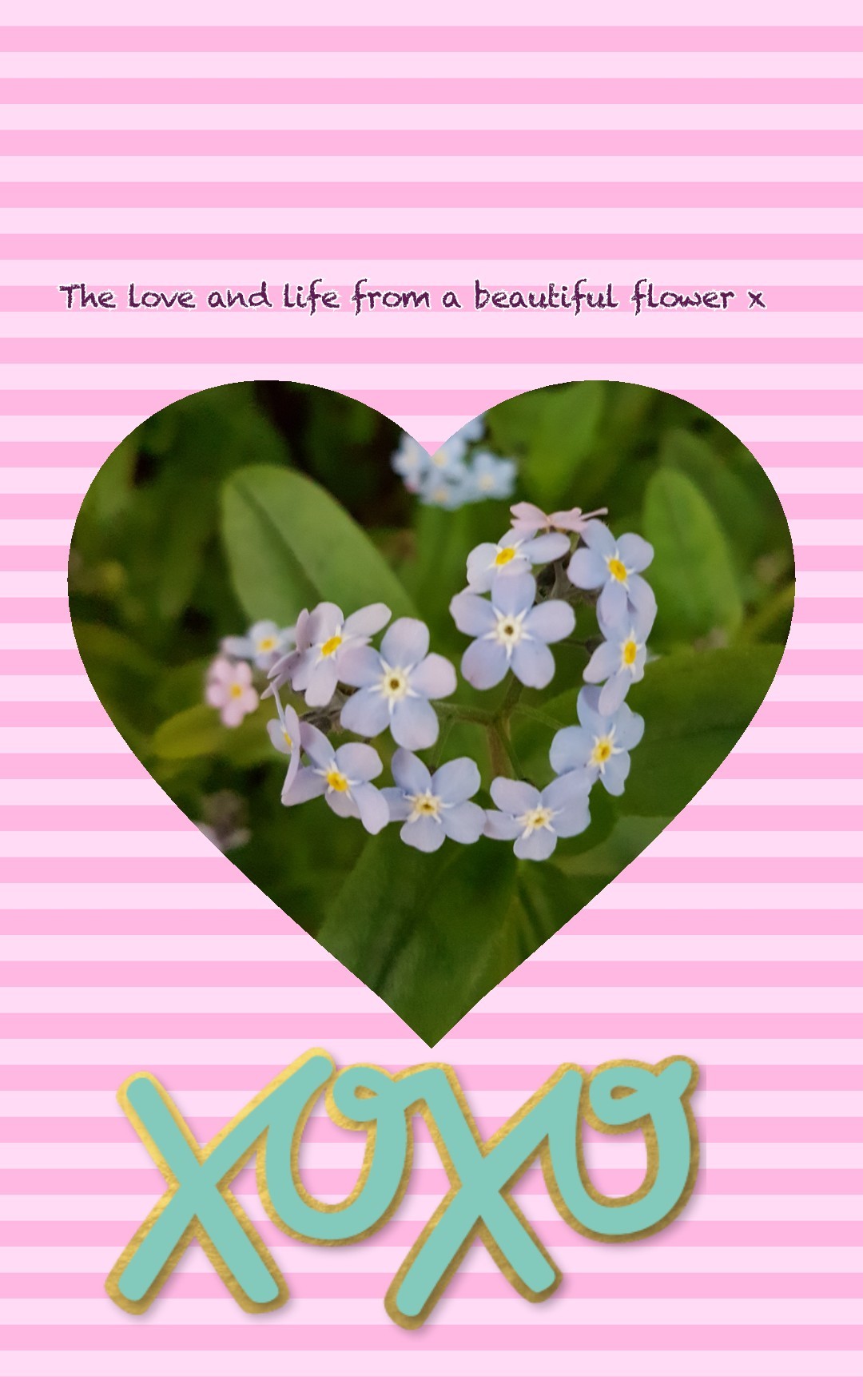 The love and life from a beautiful flower x