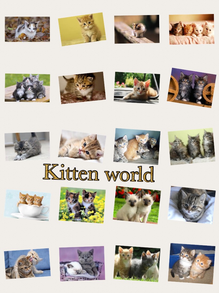 Kitten world