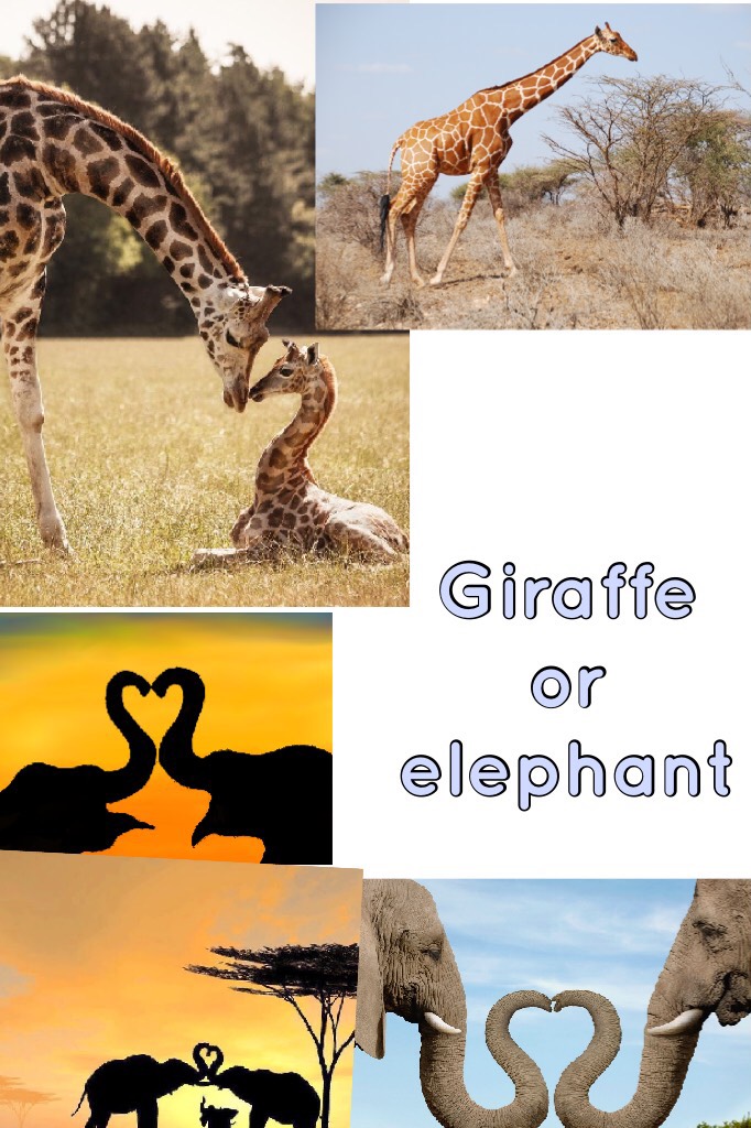 Giraffe or elephant 