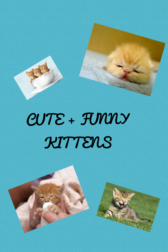 CUTE + FUNNY KITTENS
