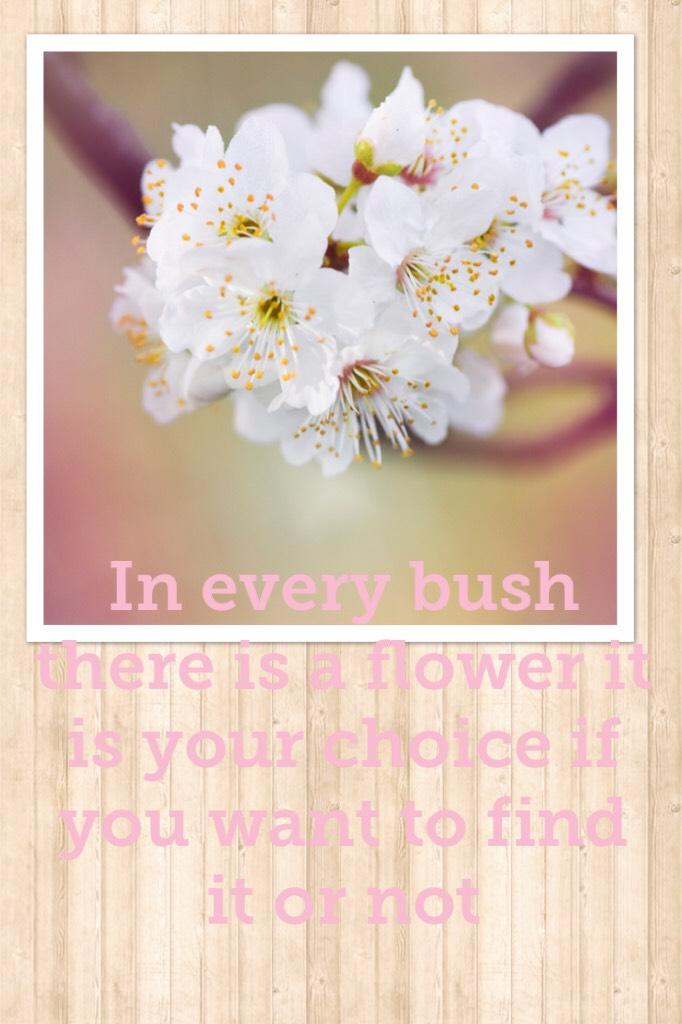 In every bush there is a flower it is your choice if you want to find it or not