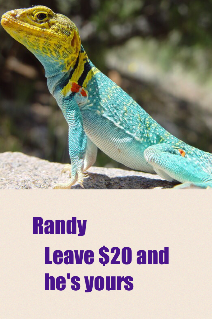 Leave $20 and he's yours