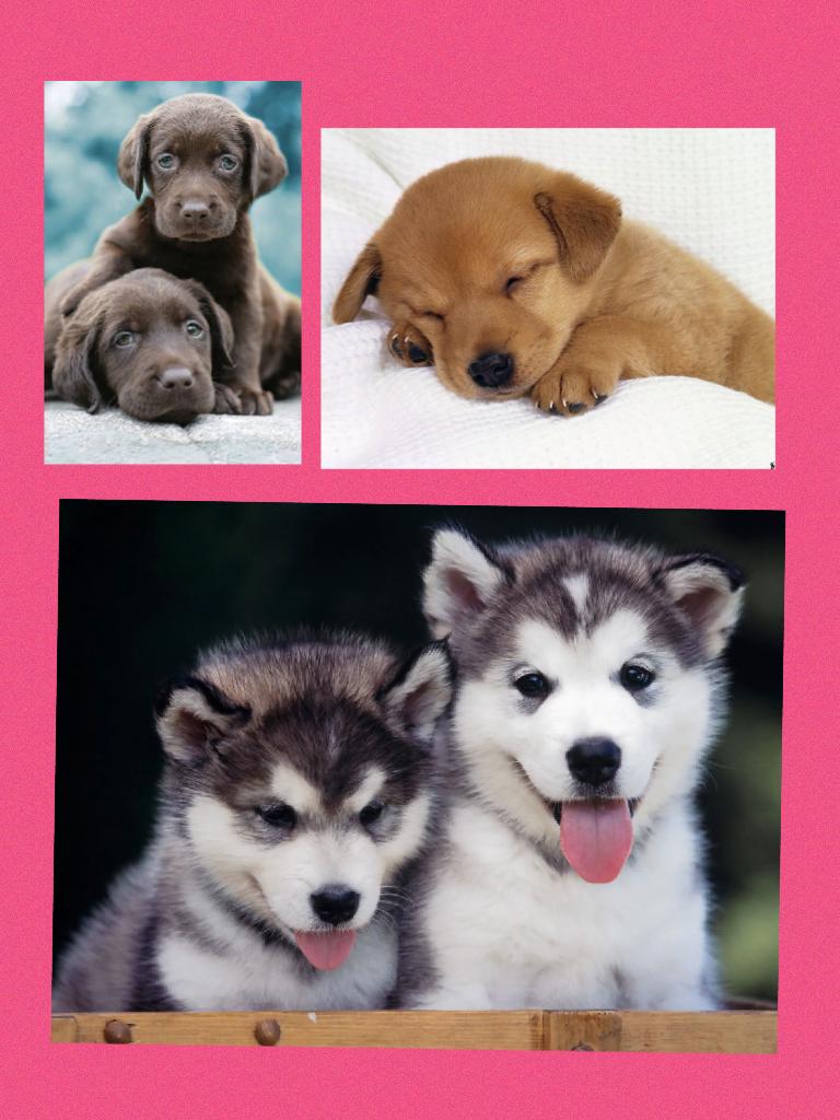 Puppies!!!!!!!!!!! Follow me and I will follow you 