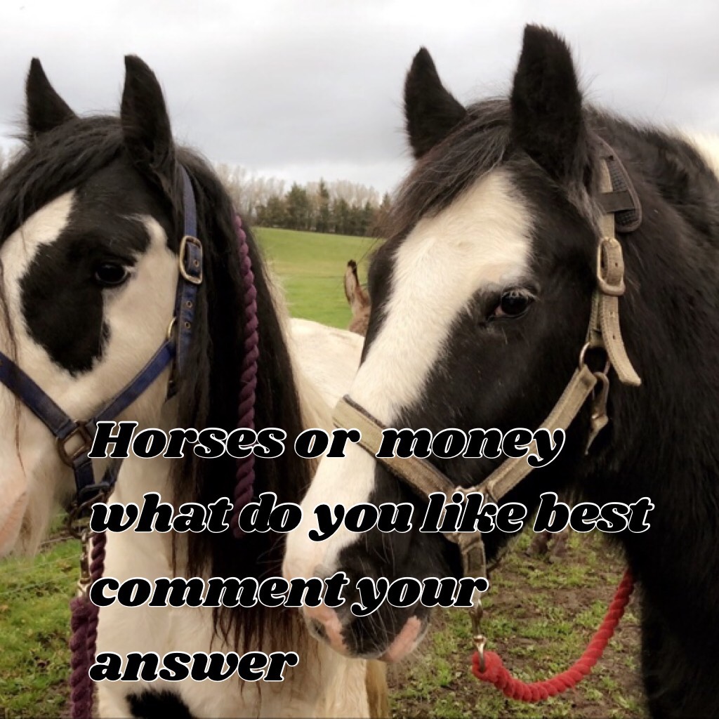 Horses or  money what do you like best comment your answer 