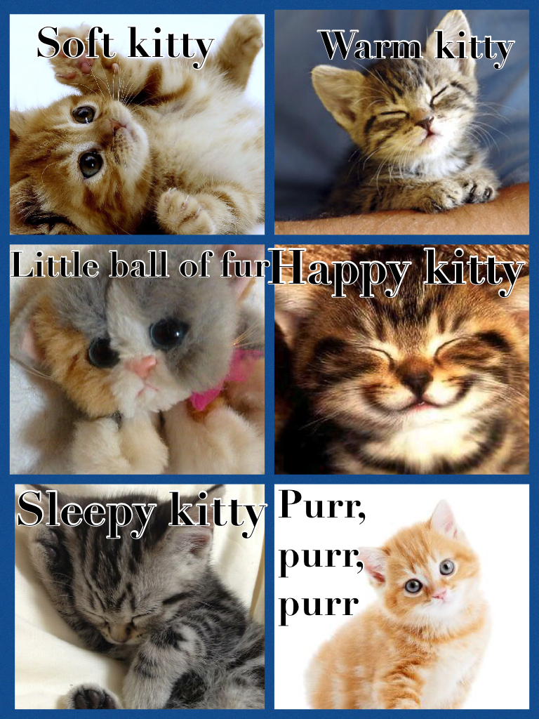 I love The Big Bang theory these kittens are soooo cute!!!