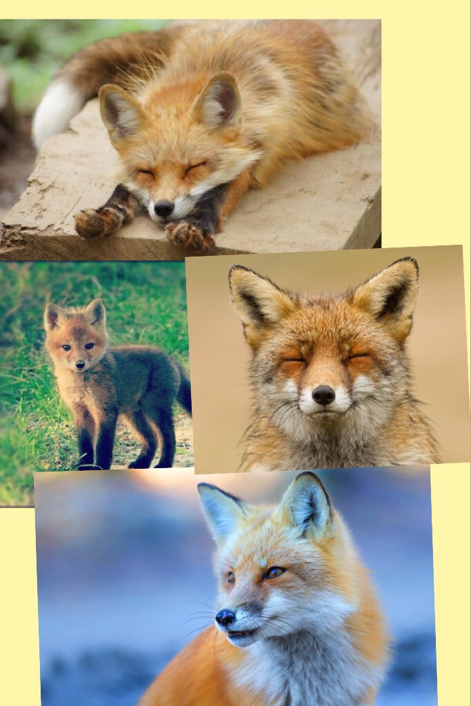 Collage by -FoxCab-Edits