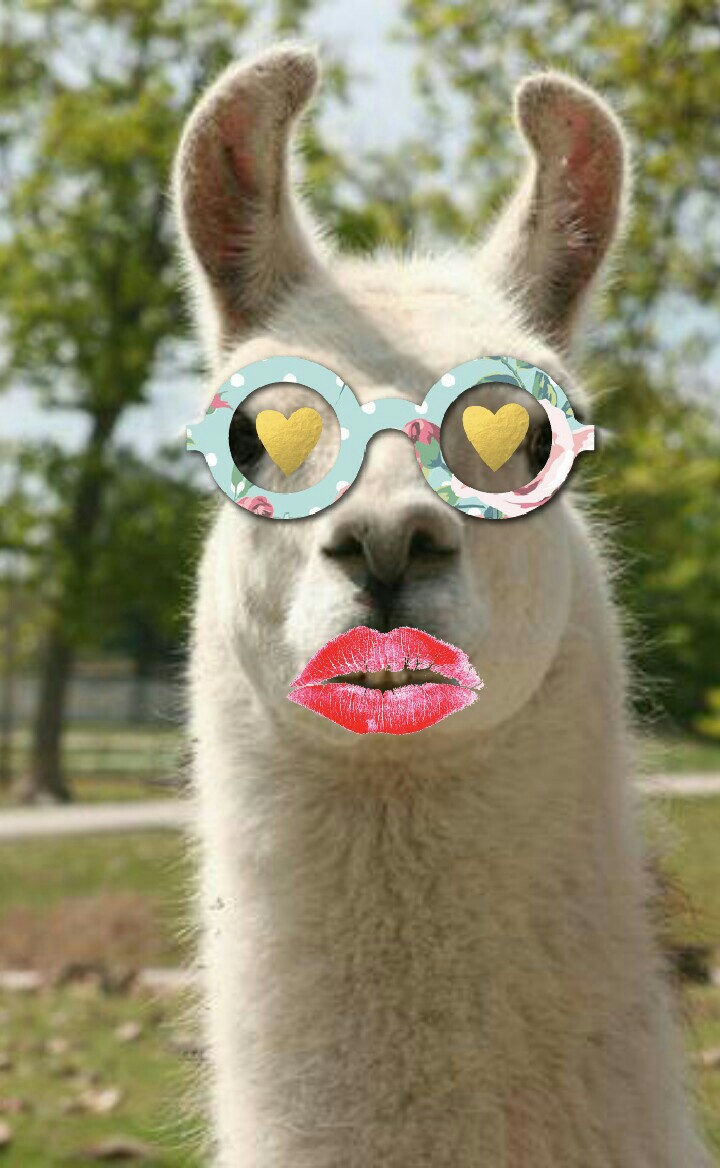 What the heck look at this llama