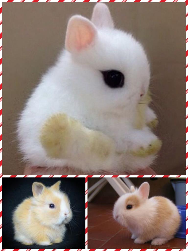 Cutest bunnies 🐰 
