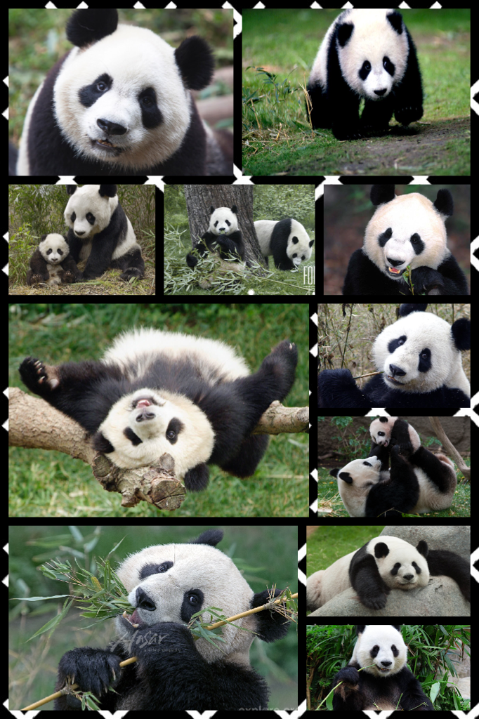Panda's are so cute