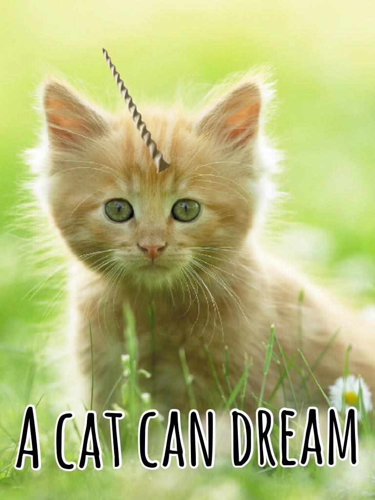 A cat can dream