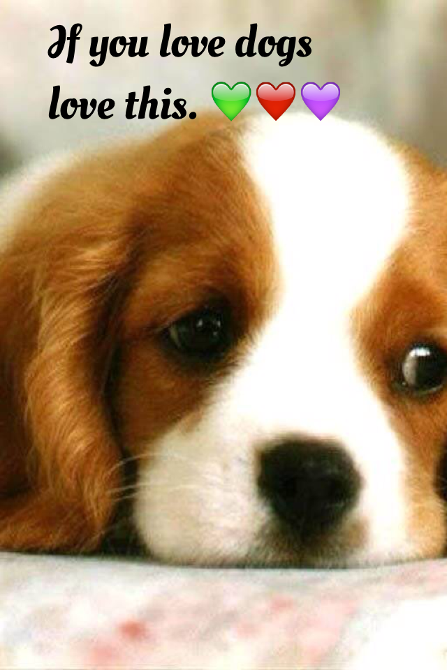 If you love dogs love this. 💚❤️💜