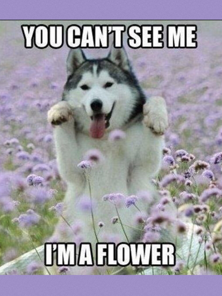 I'm a flower