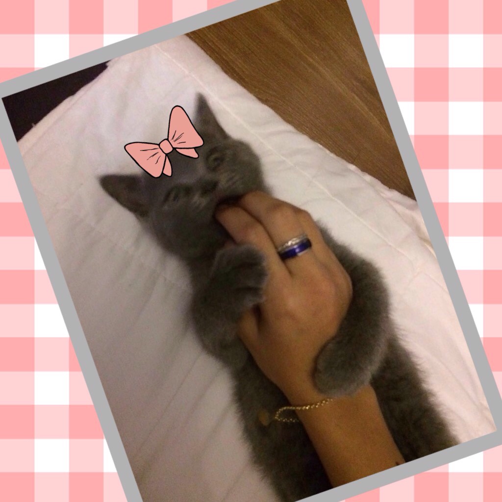 My cute Kitty cat❣️❤️😻😽