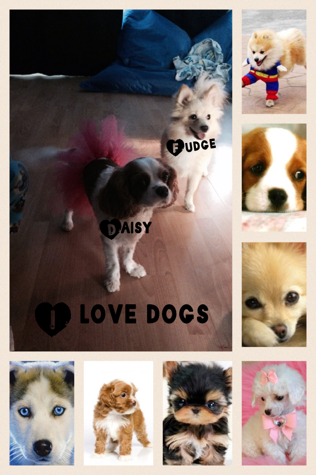 I love dogs my dog is Daisy and fudge 
