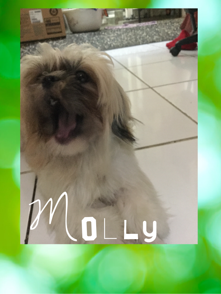 Molly, My dog.