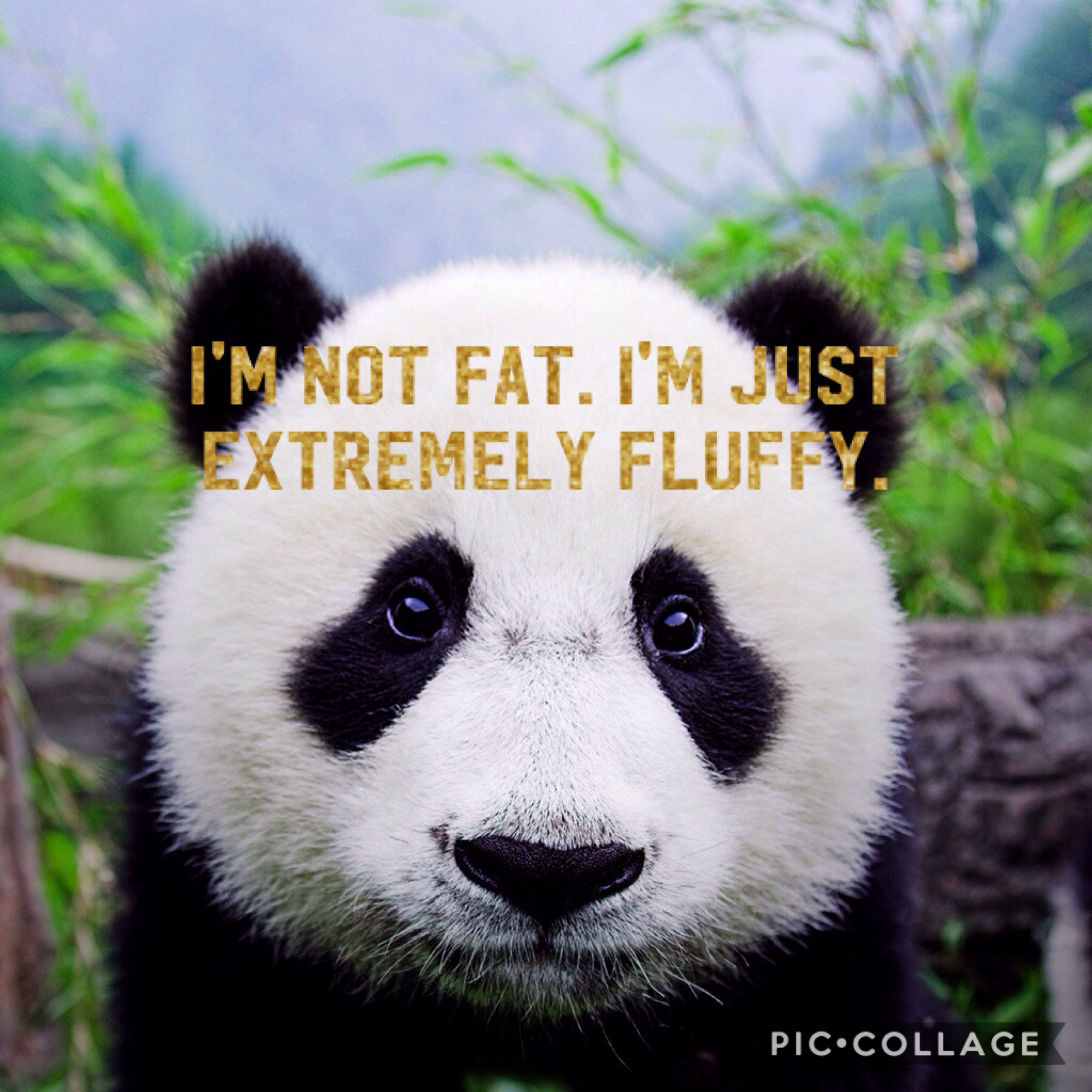 Tap
Pandas are my favorite animal! They are sooo cute! Comment what your favorite animal is 