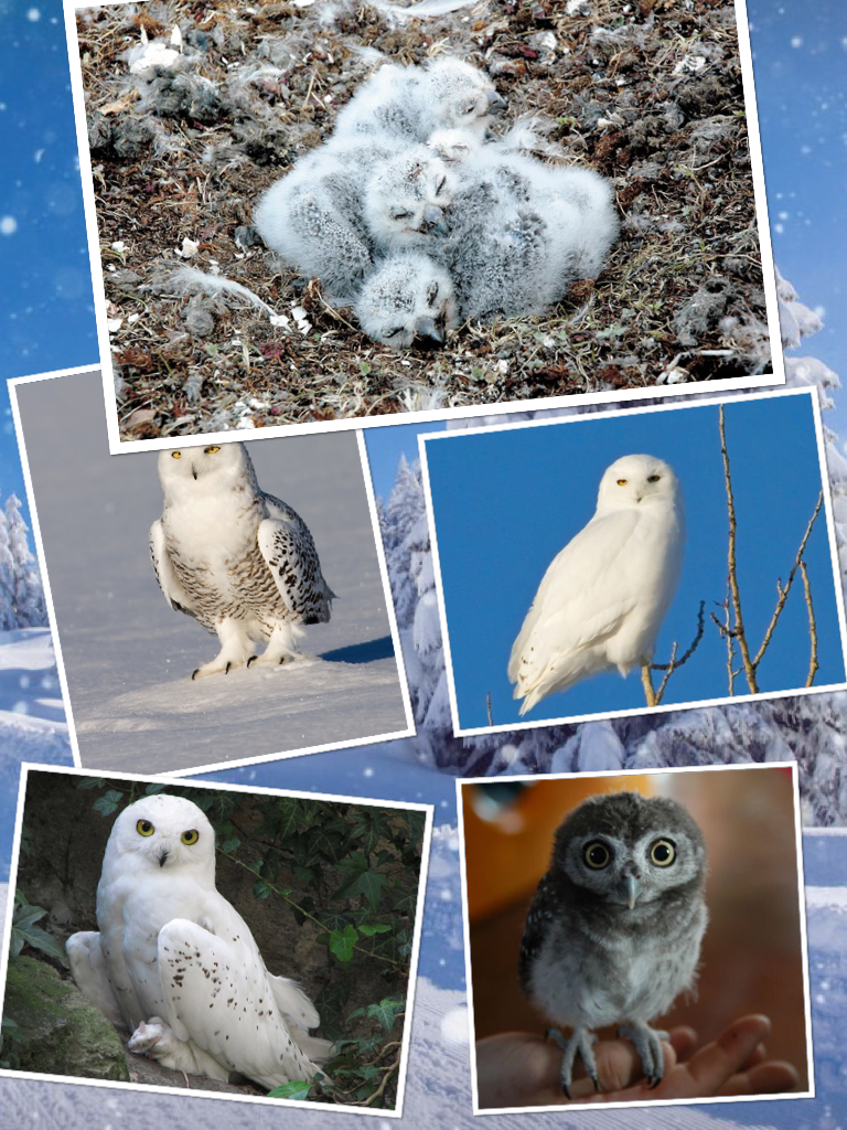 Snowy owls
