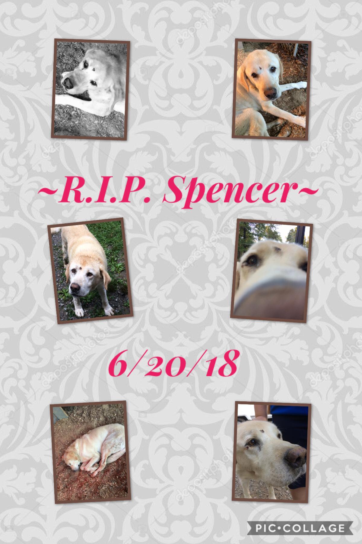 Tap!
RIP Spencer, a very sweet dog.