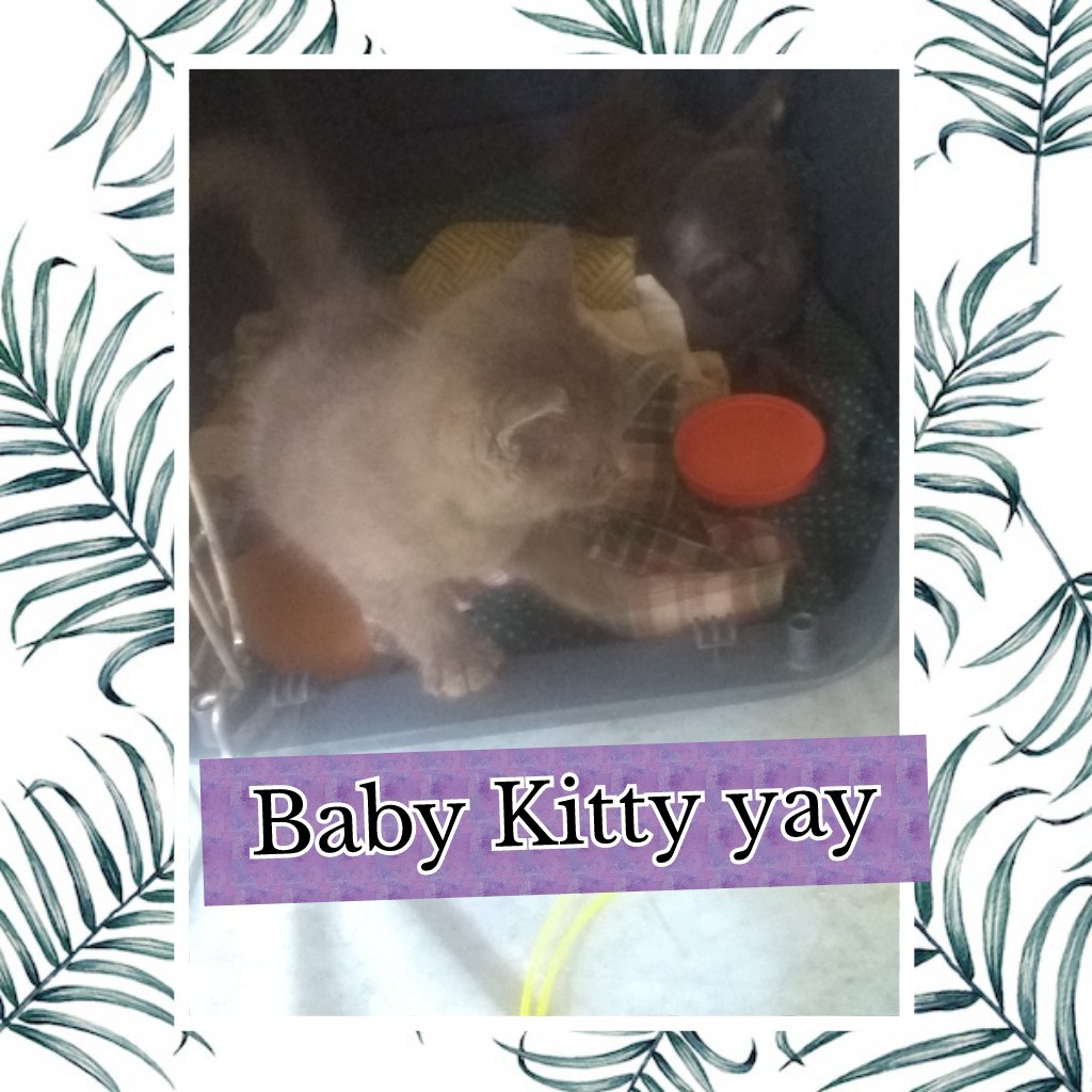 Baby Kitty yay