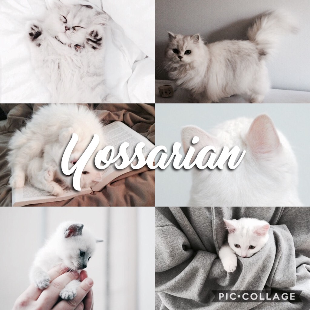 🐱TAP🐱
🐱ABC Shadowhunters Theme🐱
🐱Y is for Yossarian (Simon's cat)🐱
