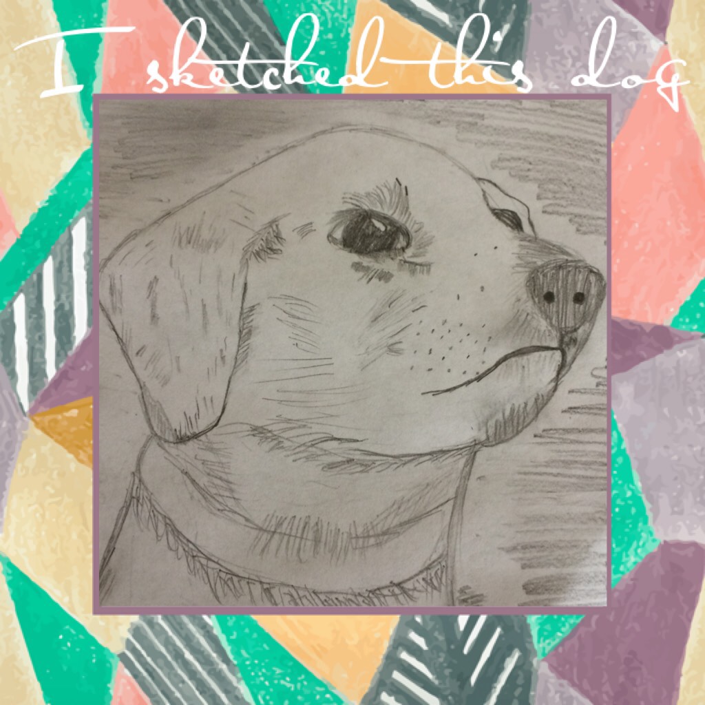 I sketched this dog