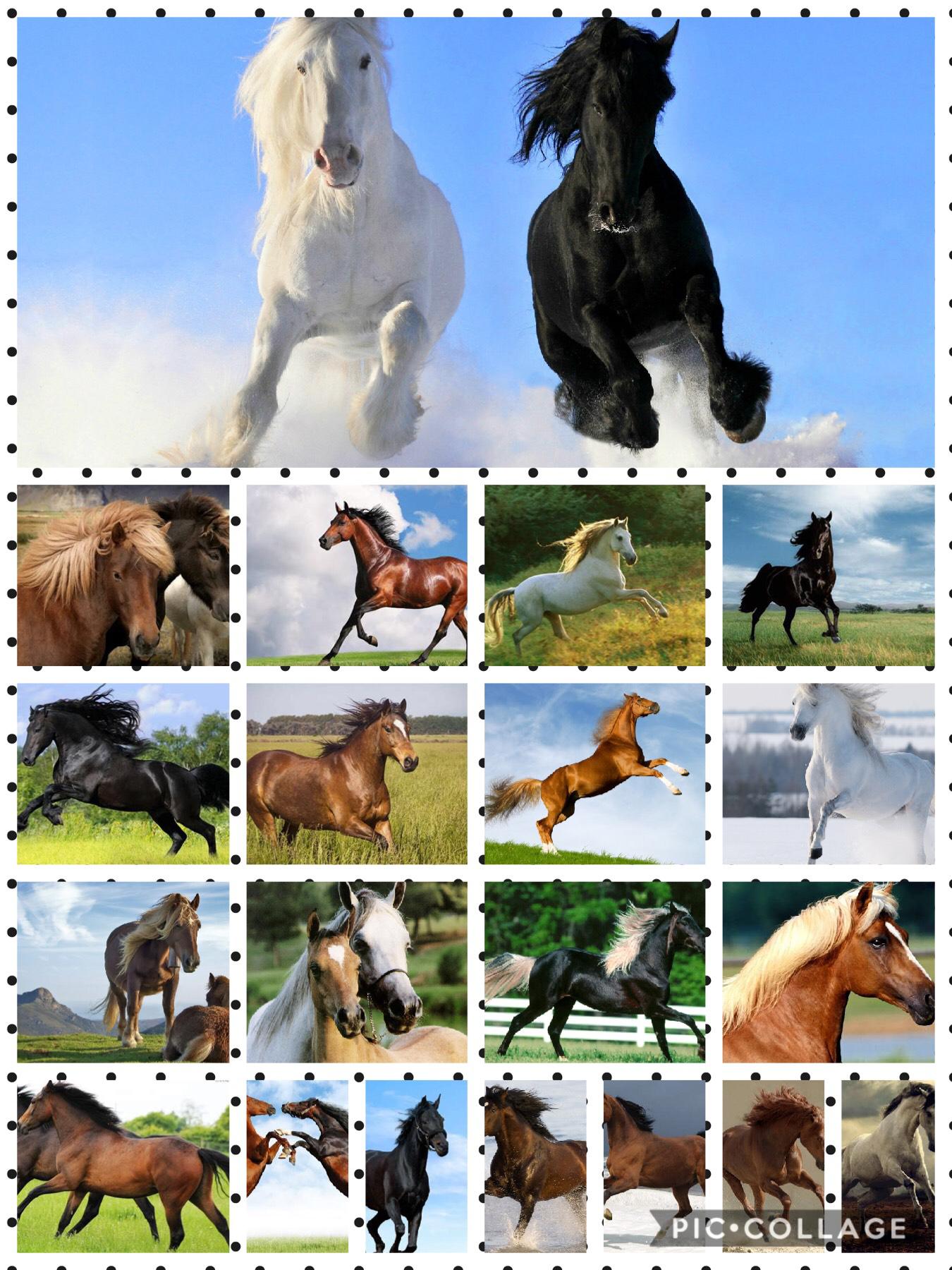 Tap!!

I love horses 🐴 