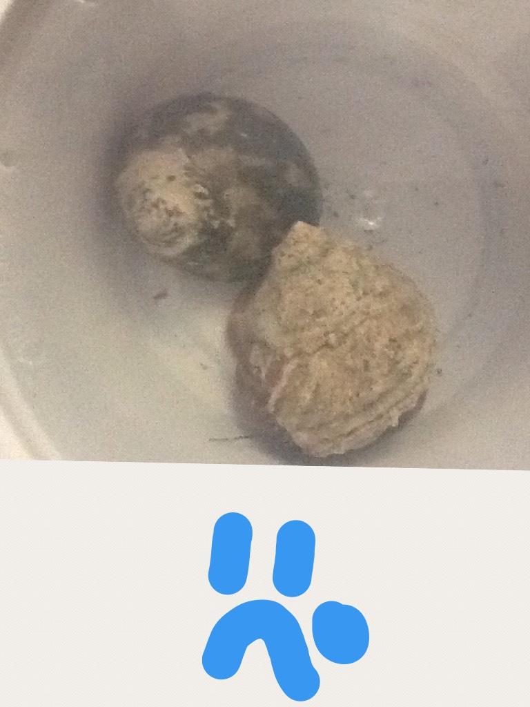 Tap here 
Buddy the other hermit crab name buddy passed away but got two new hermit crabs