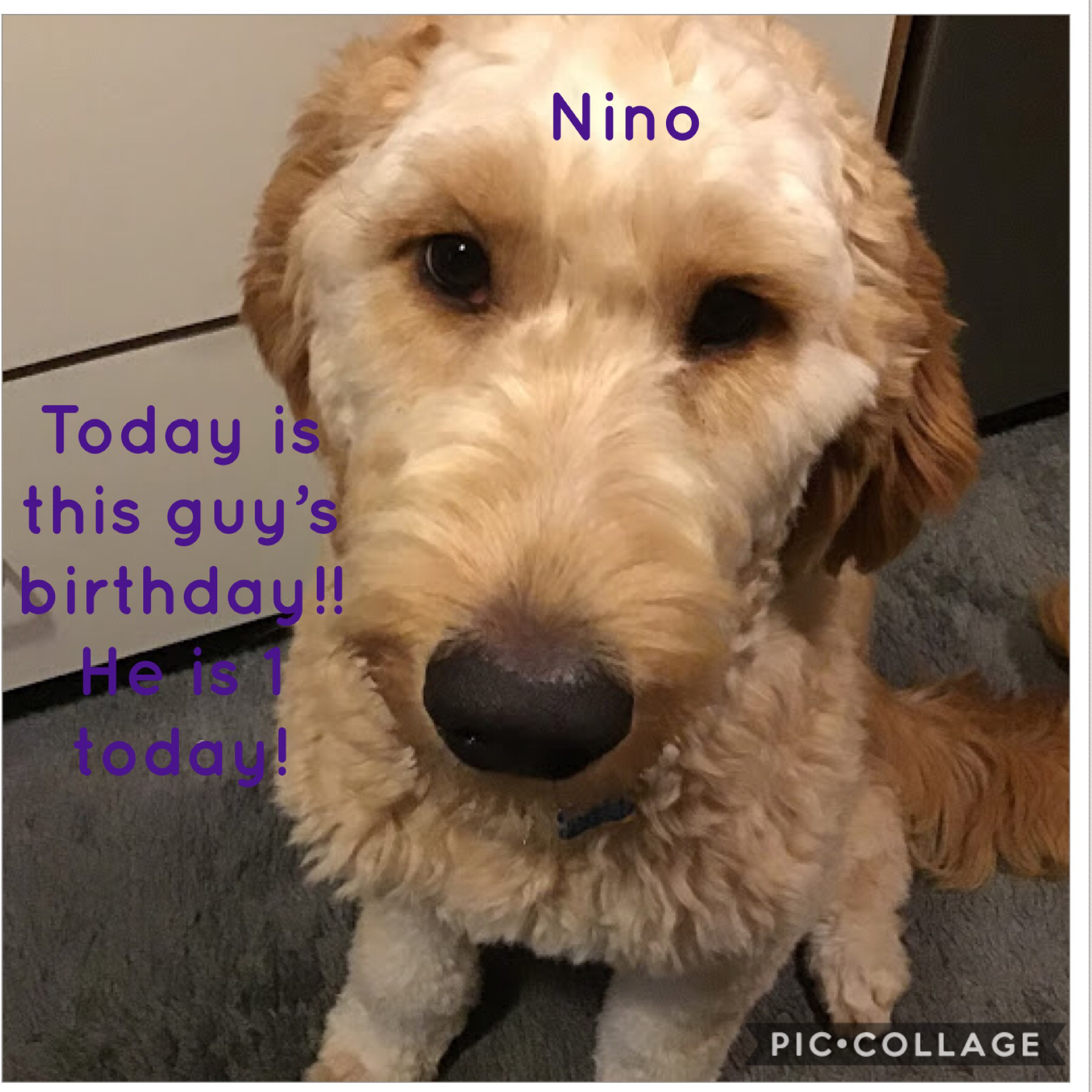 My pup Nino is turning 1!!!❤️