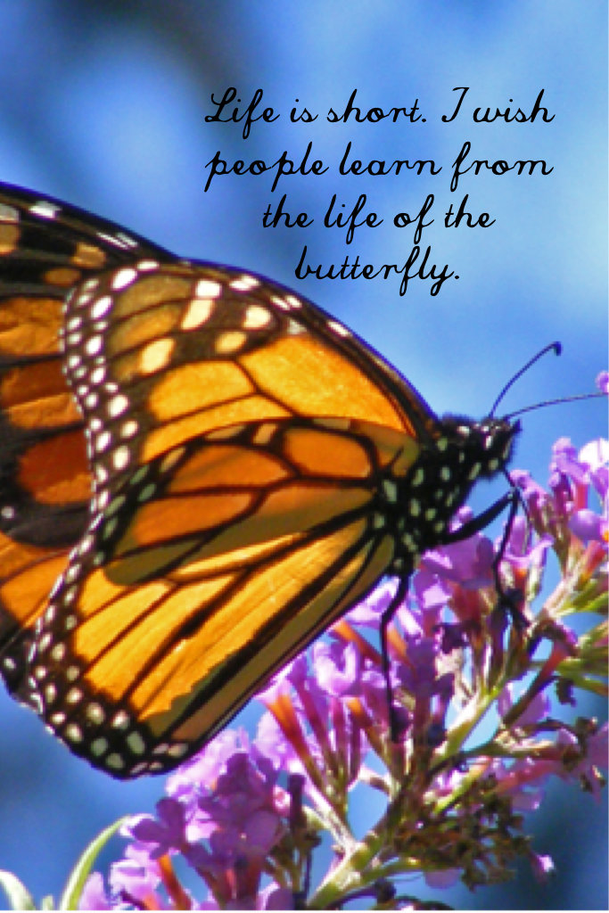 Life is short. I wish people learn from the life of the butterfly.