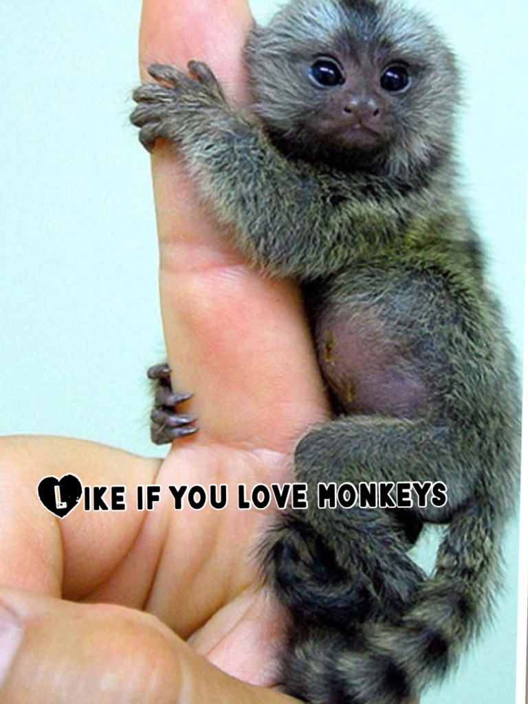 Like if you love monkeys