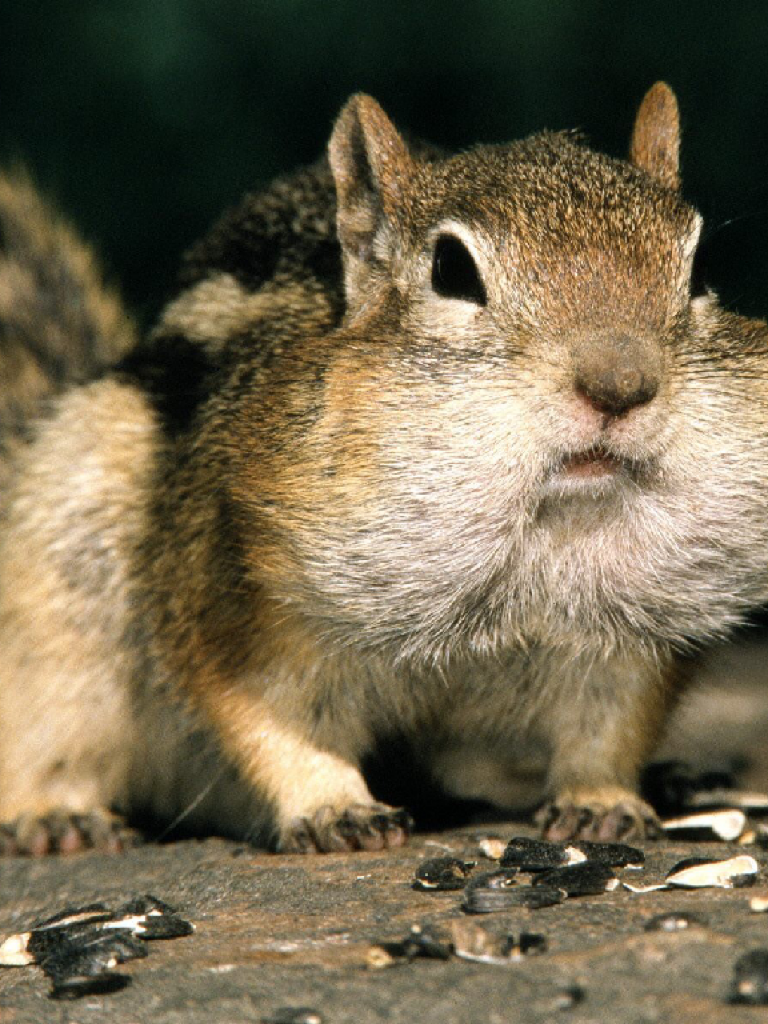 This chipmunk is storing a lot of nuts