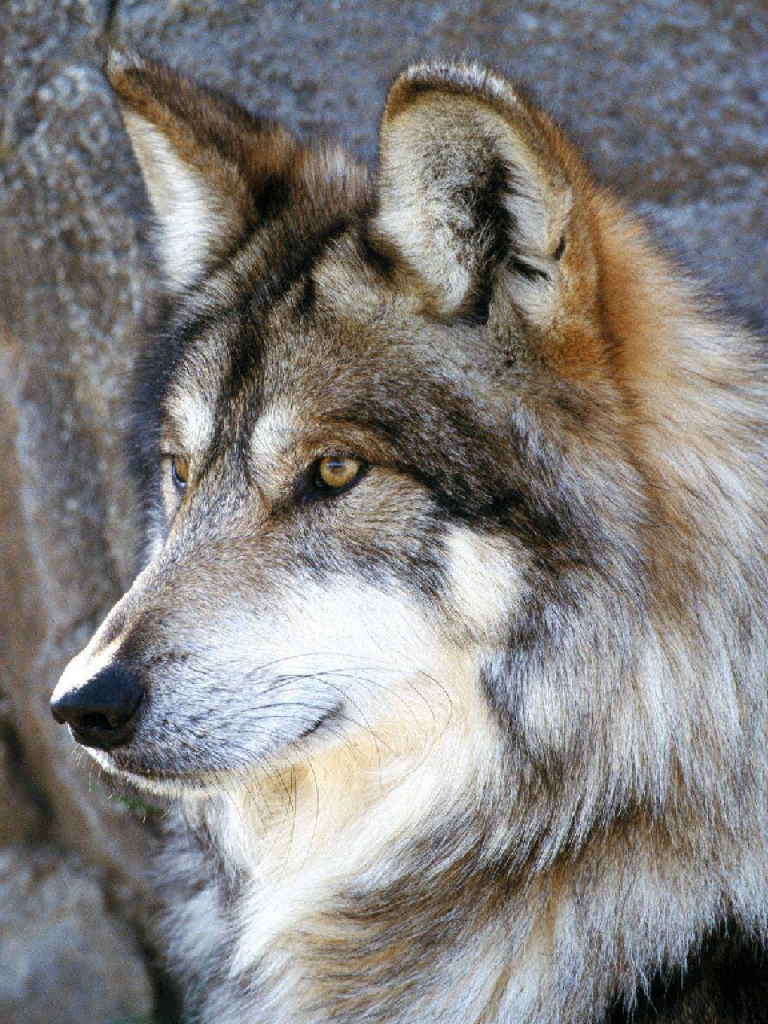 I love wolfs