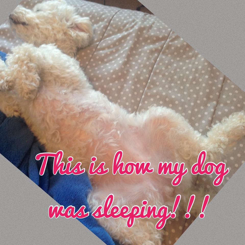 This is how my dog is sleeping!!!